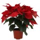 PLANTA NOCHEBUENA 5"-TodoenunSitio-