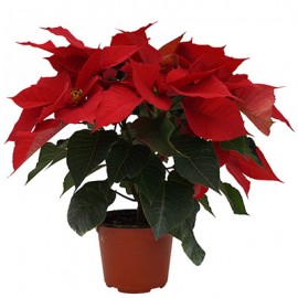PLANTA NOCHEBUENA 5"-TodoenunSitio-