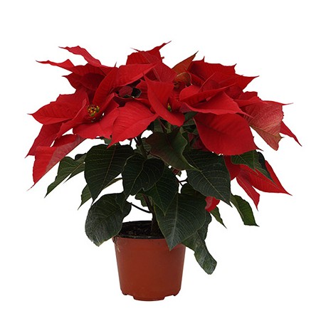 PLANTA NOCHEBUENA 5"-TodoenunSitio-