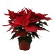 PLANTA NOCHEBUENA 6"-TodoenunSitio-