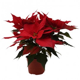 PLANTA NOCHEBUENA 6"-TodoenunSitio-