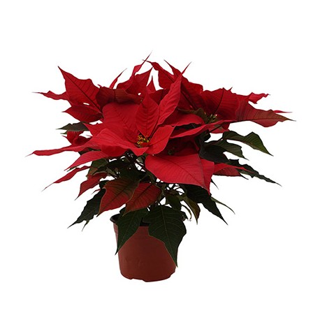 PLANTA NOCHEBUENA 6"-TodoenunSitio-