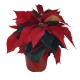 PLANTA NOCHEBUENA 4"-TodoenunSitio-