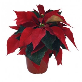 PLANTA NOCHEBUENA 4"-TodoenunSitio-