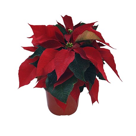 PLANTA NOCHEBUENA 4"-TodoenunSitio-