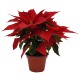 PLANTA NOCHEBUENA 3"-TodoenunSitio-