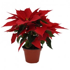PLANTA NOCHEBUENA 3"-TodoenunSitio-