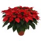 PLANTA NOCHEBUENA 8"-TodoenunSitio-