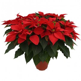 PLANTA NOCHEBUENA 8"-TodoenunSitio-