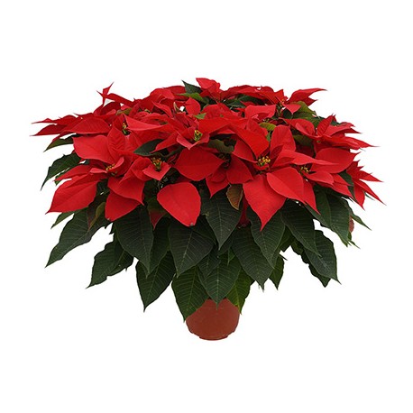 PLANTA NOCHEBUENA 8"-TodoenunSitio-