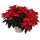 PLANTA NOCHEBUENA 10"-TodoenunSitio-