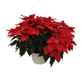 PLANTA NOCHEBUENA 10"-TodoenunSitio-