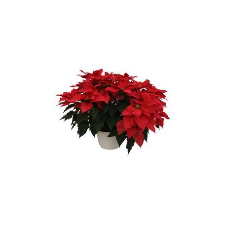 PLANTA NOCHEBUENA 10"-TodoenunSitio-