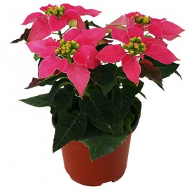 PLANTA NOCHEBUENA AMARIS 4 PULGADAS-TodoenunSitio-
