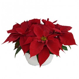 NOCHEBUENA CENTRO MESA 21 CM-TodoenunSitio-